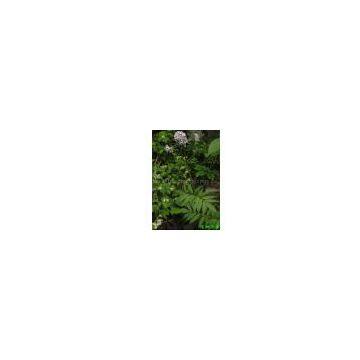 Product Name: Valerian Root Extract