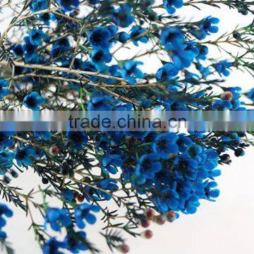 Colorful OEM decorative chimonanthus