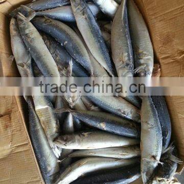 HACCP and EU Pacific mackerel fish frozen mackerel prices