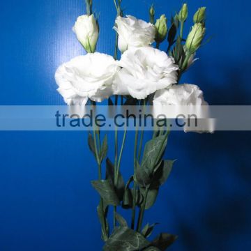 Fresh hot-sale fresh cut flower eustoma