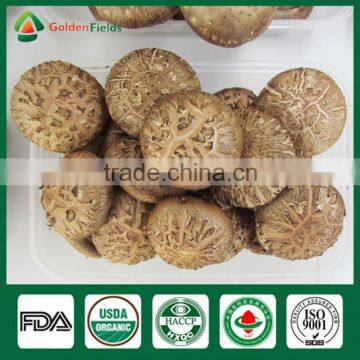 Shiitake Mushrooms 1kg,Wild Shiitake Mushrooms,Shiitake Mushroom Plugs