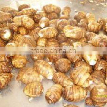 New Crop Taro Stem With High Quality