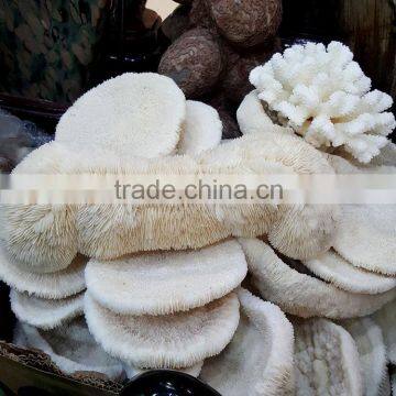 Snowy White Corals Trees Big Coral Insect Fossils Mushroom Corals