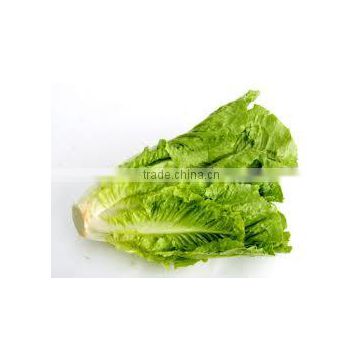 Fresh lettuce