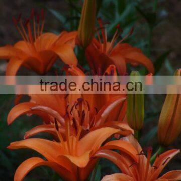 fresh orange lilies