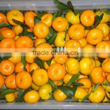 Nanfeng Baby Mandarin Orange