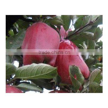 Fresh Huaniu Apple from China