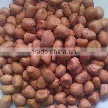 groundnut