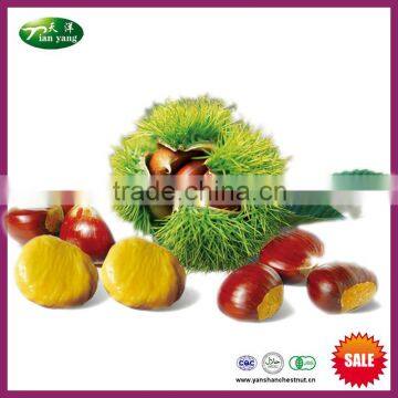 Best Chinese Yanshan Fresh Sweet Chestnut