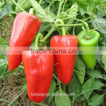 High Quality Red Sweet Pepper Seeds photo-3
