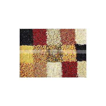 Machine Grinding Cocoa/soybean/sesame/peanut/chili Grinder Mill photo-4