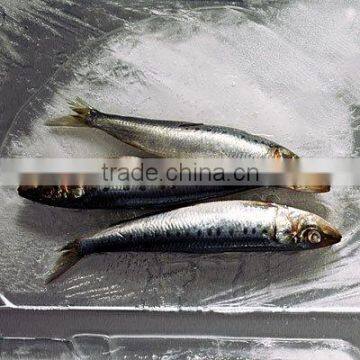 Frozen 100-150g Sardine Fish