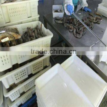 Best Quality Farm White Shrimp