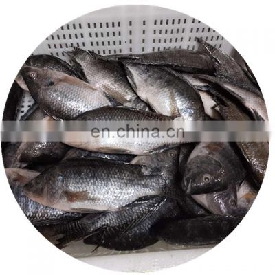 Frozen Tilapia Niloticus Frozen Fish Seafood Black Tilapia Cleaned Gutted Scaled