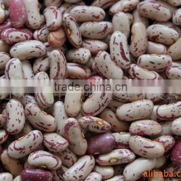 Light Speckled Kidney Beans