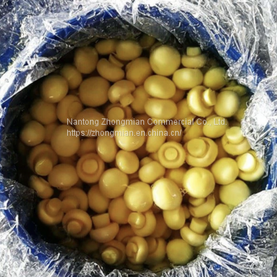 Whole Mushroom Slice Mushroom in Brine or in SO2 in Drum SETA Preservada en Tambor photo-5