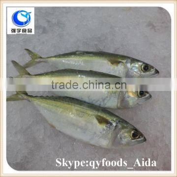 new arrival frozen fish indian mackerel importers