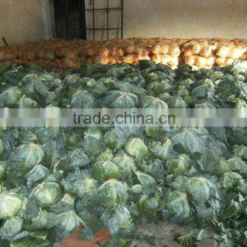 Cabbage, We are professional in exporting Cabbage