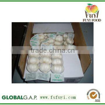 China agriculture healthy natural garlic