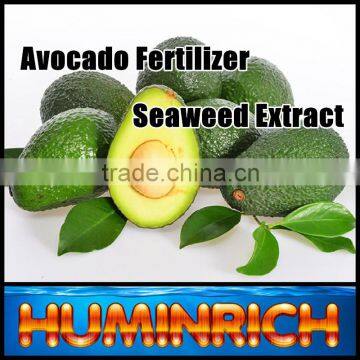 FAQ 29--How To Use Seaweed Fertilizer To Improve The Quality Of Avocado? photo-2