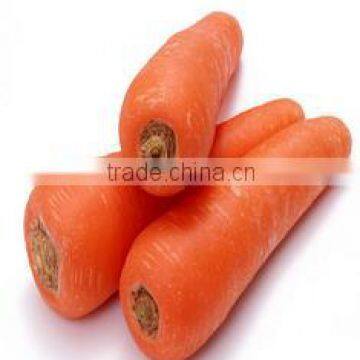 Fresh Carrot India/Fresh New Crop 2016 Carrot photo-5