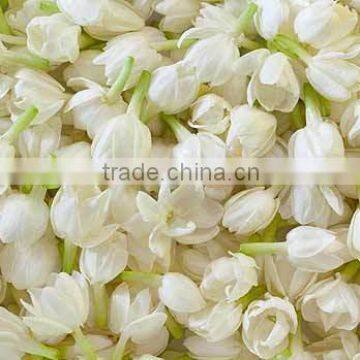 Jasmine Essential Oil 100% Natural |100% Pure Jasmine Oil | Ruh Chameli Oil photo-5