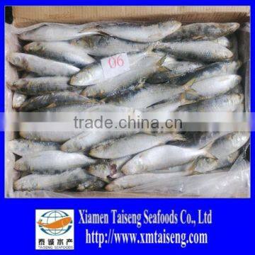 A Grade Sea Caught Frozen Sardine For Canning