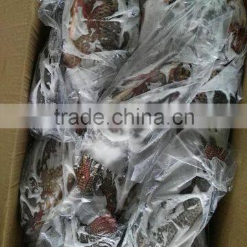 Freezer Gutted and Scaled Tilapia 300/500g photo-6