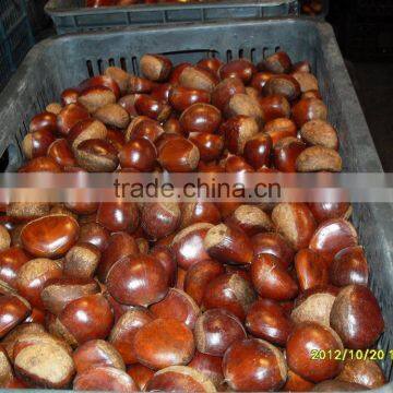 Organic Chestnut photo-4