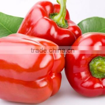 Fresh Bell Pepper- Capsicum With best price From Vietnam