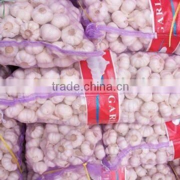 fresh normal white garlic and fresh pure white garlic