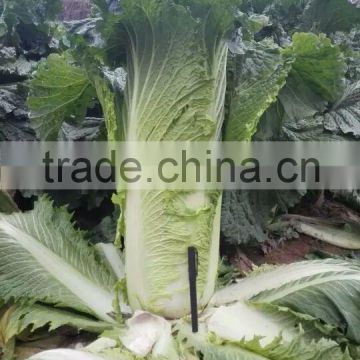 Chinese vegetable hybrid cabbage Seeds green vegetable seeds for planting-Long Green 1501