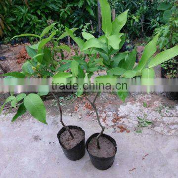 Syzygium Samarangense Tree Seedlings, Java Apple, Semarang Rose-apple, Wax Jambu photo-2