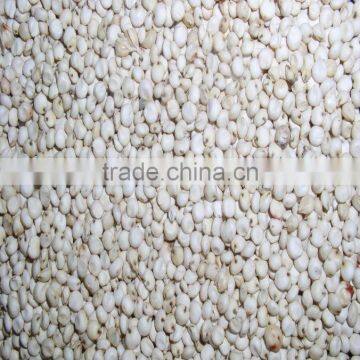 WHITE SORGHUM SEEDS