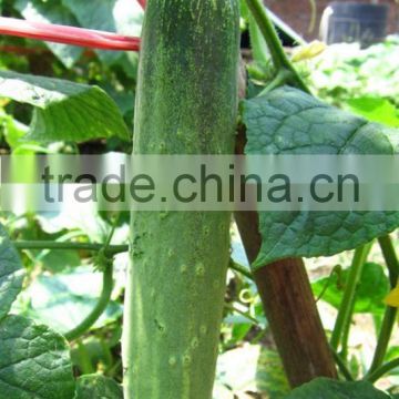 MCU131 Baipi heat resistant chinese cucumber seeds, hybrid cucumber seeds for sale