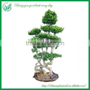 Landscape Plants Ficus Bonsai