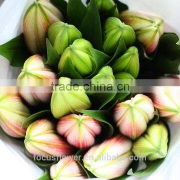 Cut fresh flowers farms directly supply from China