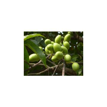 Olive Leaf Extract plant extract factory