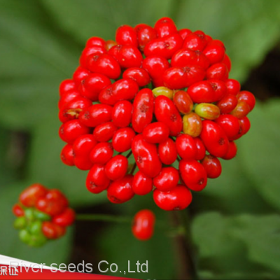 10g High germination korean ginseng seeds sale with good price