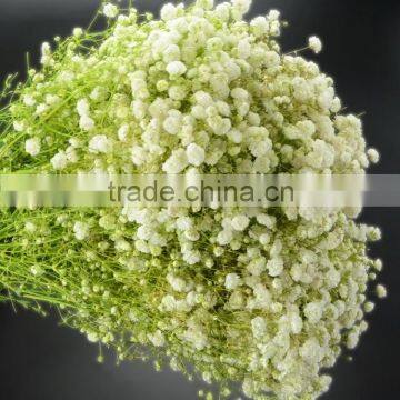 Cheap most popular fresh cut gypsophila flowers wholesale