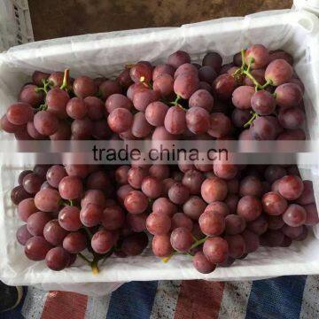 Factory supply sweet red grapes for sale