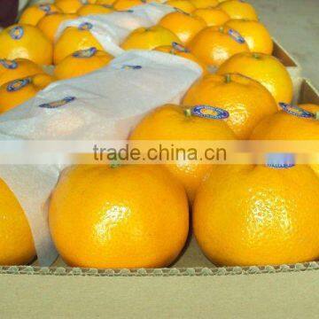 Kino kinnow Mandarin Tangerine Orange Citrus fruit from Pakistan