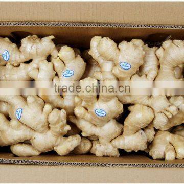 New crop buy fresh ginger with competitive export price