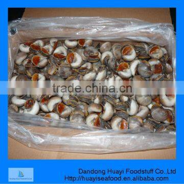 moon snail meat