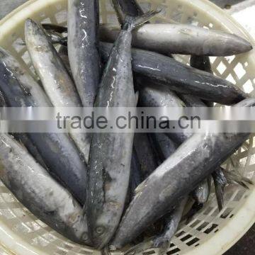 Frozen Spanish Mackerel Whole Round