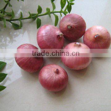 Chinese 2011 New Fresh Red Onion Be Harvest