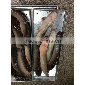 Frozen bulk catfish fillet from China