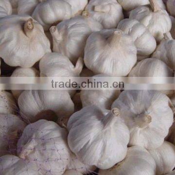 Wholesale Natural White Fresh Garlic photo-4