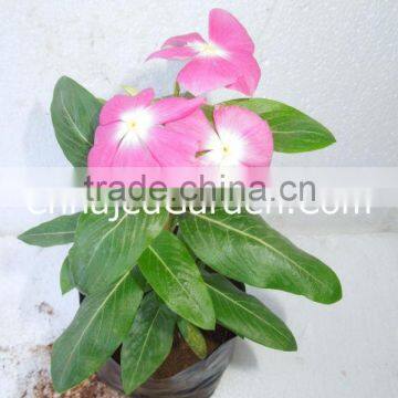 Seasonals - Vinca Hybrids-(Pack of 12)