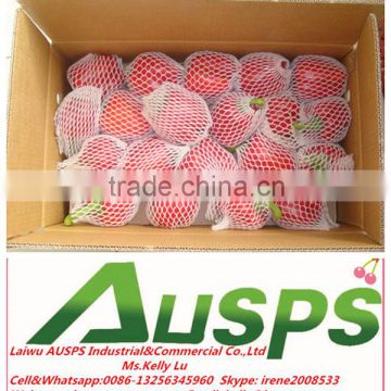 China Fresh Color Capsicum photo-2